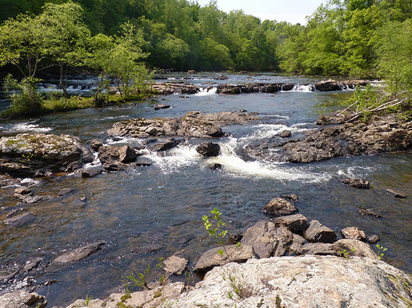 Rocks disrupt a wide but shallow river bordered by lush trees, introducing rapids and white water.
