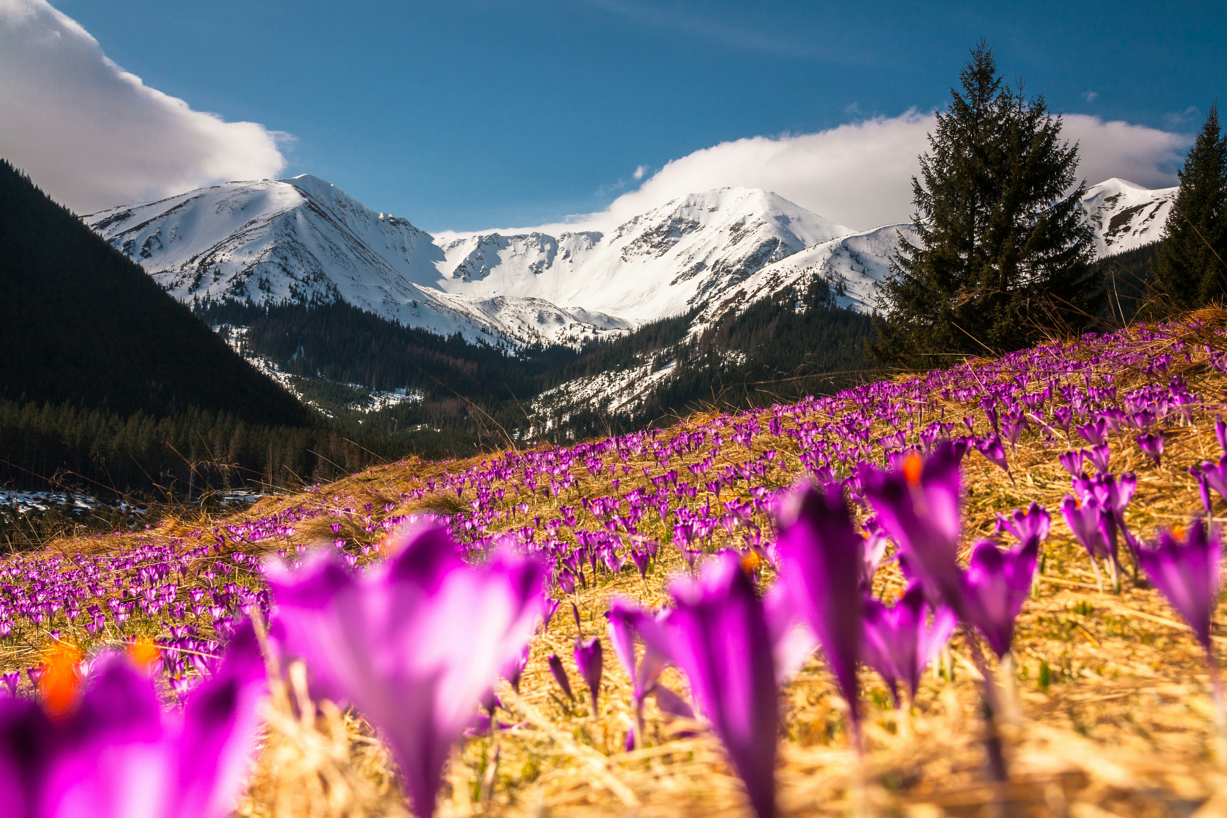 In the fore- and middleground of this photo, fuchsia crocus blossoms temporarily dominate the golden grass field in which they are growing and appear as though they are reaching for the sunlight. In the background, dense clouds against a blue sky hang above a section of mountain range covered with snow and trees in Polana Chochołowska, Kiry, Poland.