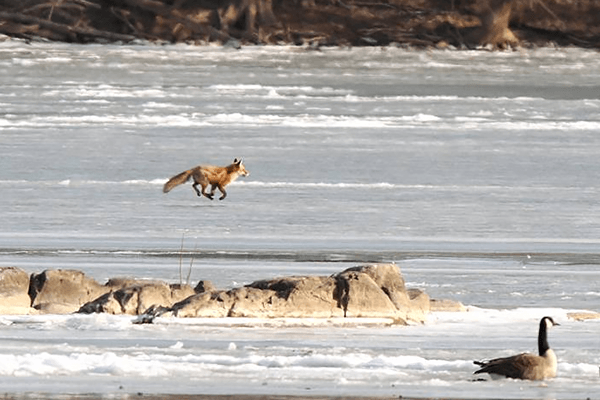A fox running across ice in winter