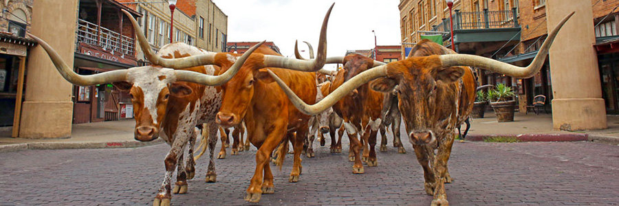 Texas longhorns at the Fort Worth Stockyards